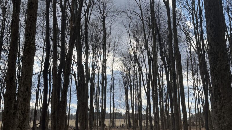 Martin Van Buren Nature Trail - Kinderhook, NY