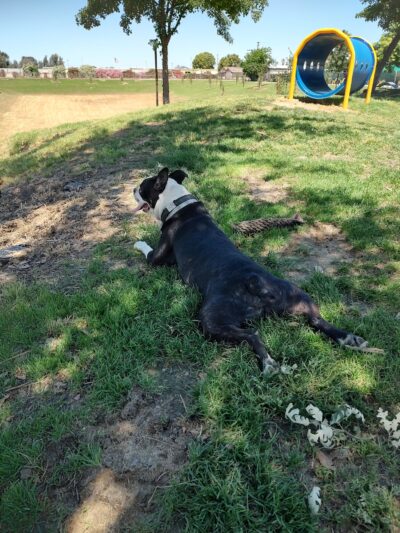 Kingsburg Dog Park - Kingsburg, CA