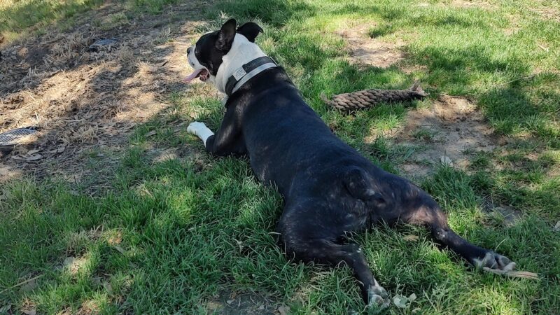 Kingsburg Dog Park - Kingsburg, CA