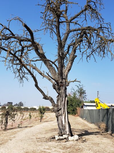 Kingsburg Dog Park - Kingsburg, CA