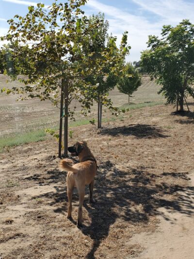 Kingsburg Dog Park - Kingsburg, CA