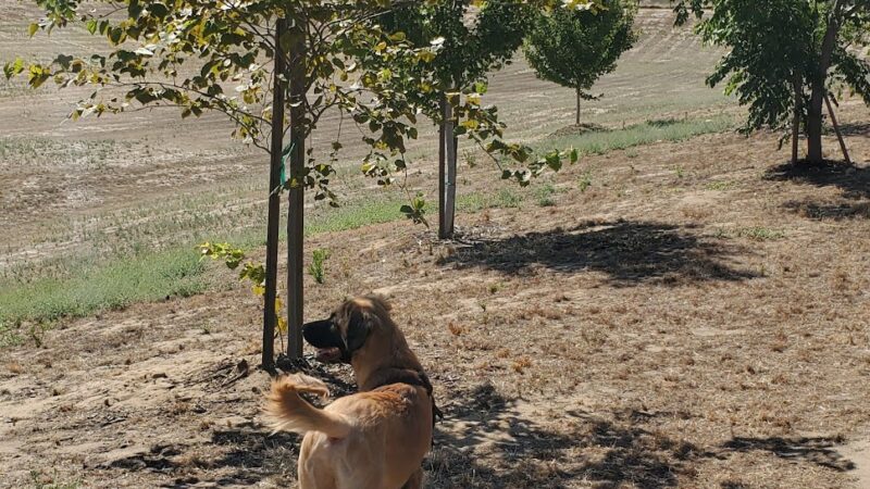 Kingsburg Dog Park - Kingsburg, CA