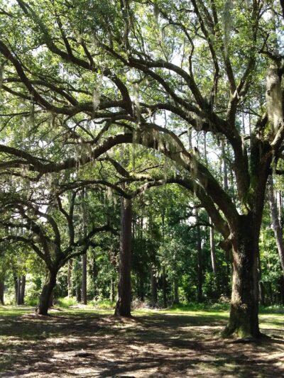 Catfish Creek Dog Park - Kingsland, GA
