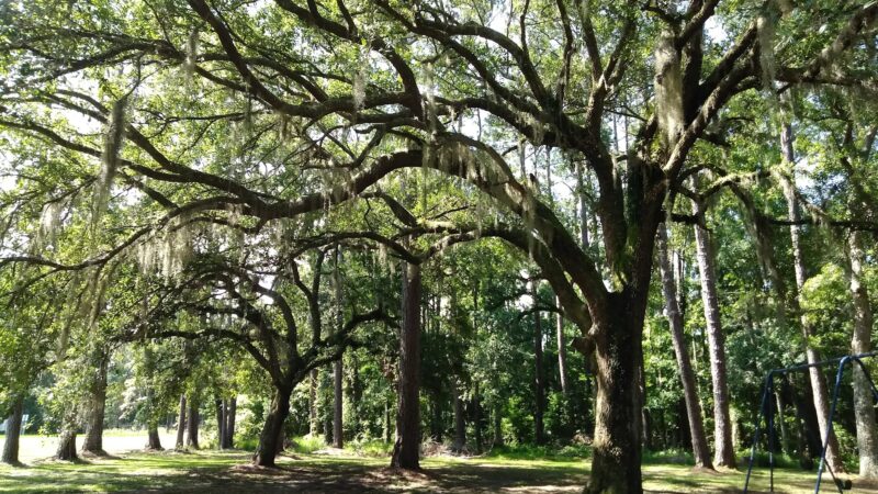 Catfish Creek Dog Park - Kingsland, GA