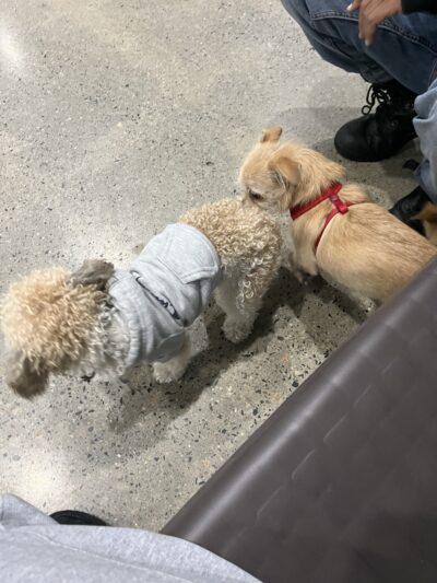 JB's Indoor Dog Park Kingston - Kingston, MA