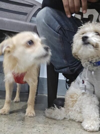 JB's Indoor Dog Park Kingston - Kingston, MA