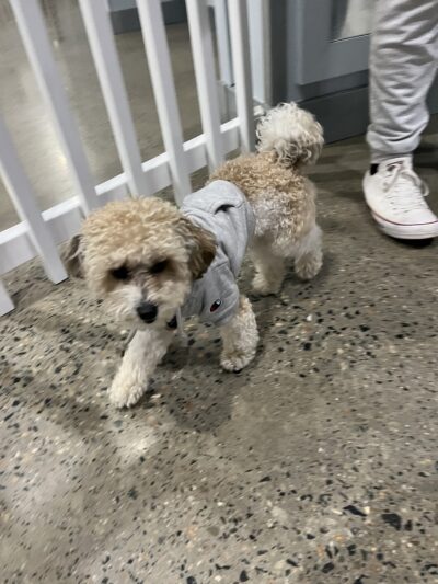 JB's Indoor Dog Park Kingston - Kingston, MA