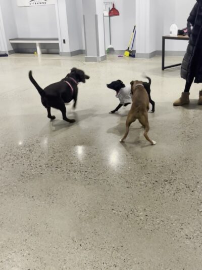 JB's Indoor Dog Park Kingston - Kingston, MA