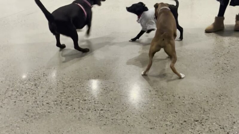 JB's Indoor Dog Park Kingston - Kingston, MA