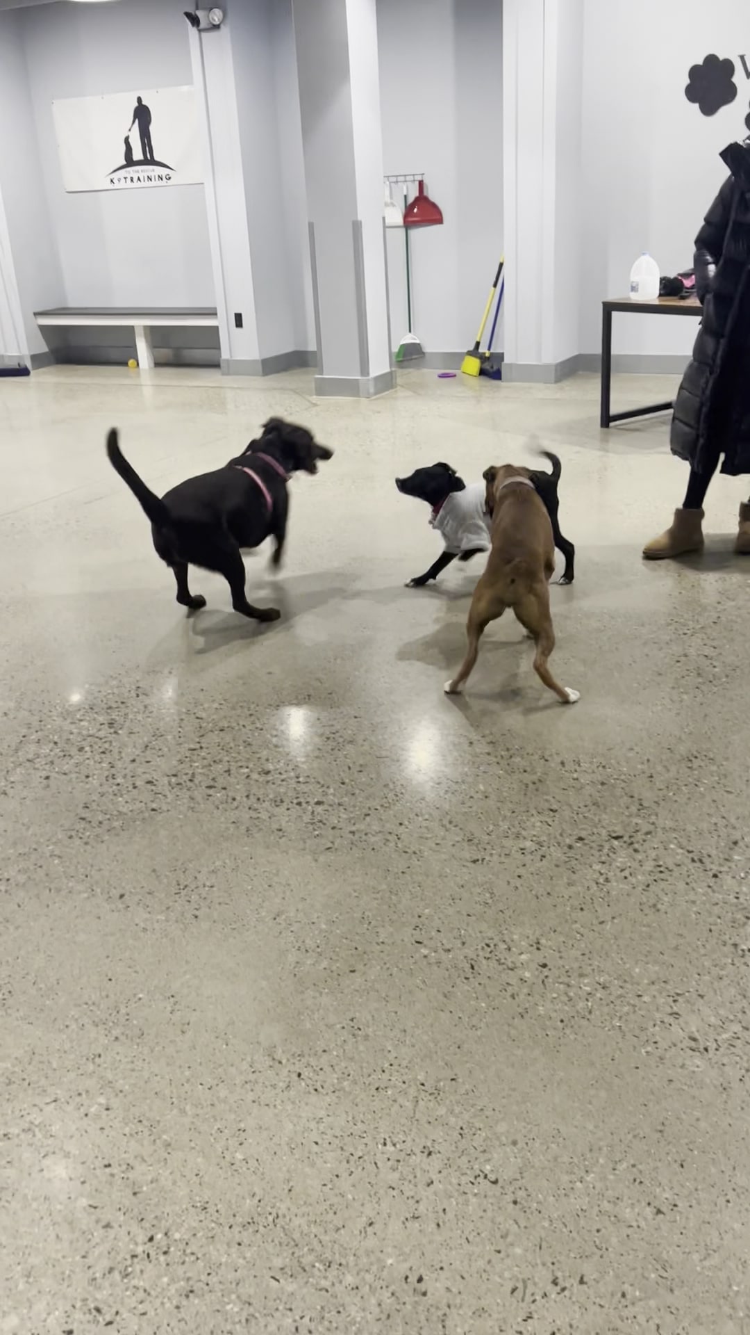 Jbs Indoor Dog Park