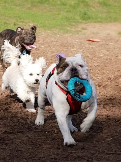 Kingston dog park - Kingston, PA