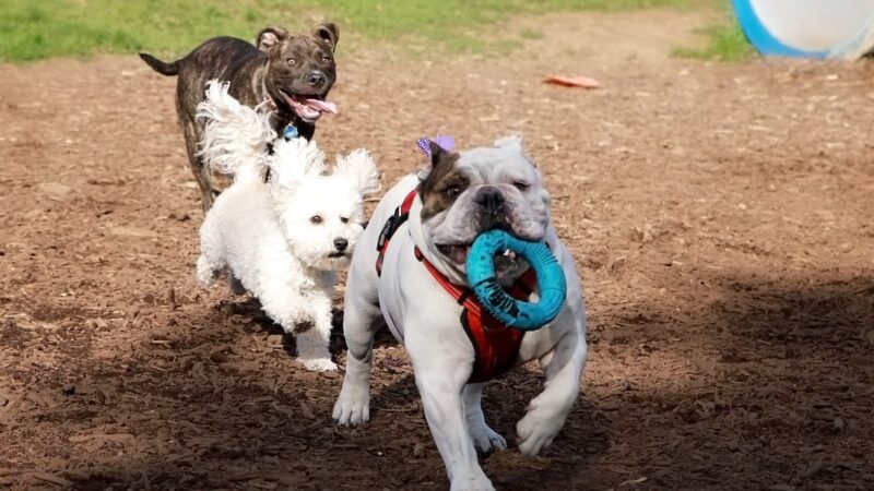 Kingston dog park - Kingston, PA