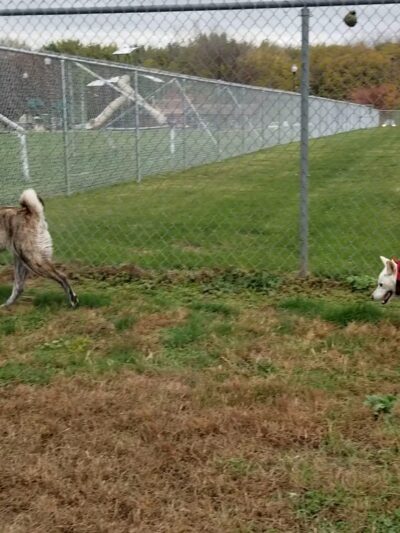 Kingston dog park - Kingston, PA