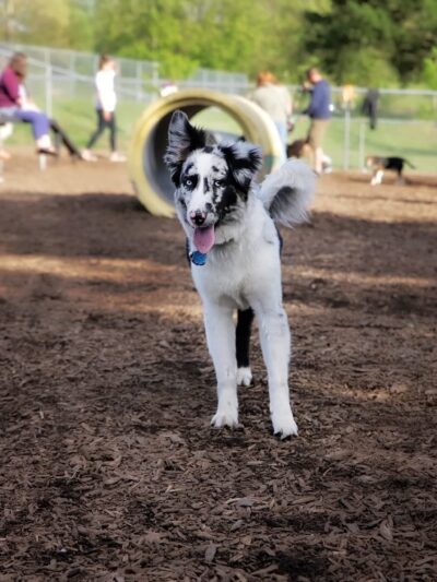 Kingston dog park - Kingston, PA