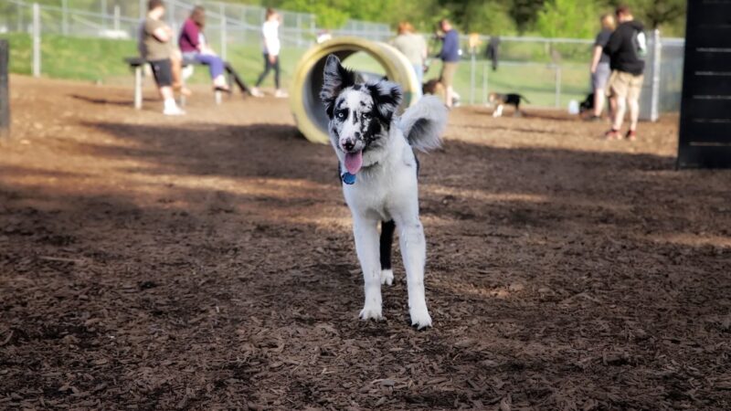 Kingston dog park - Kingston, PA