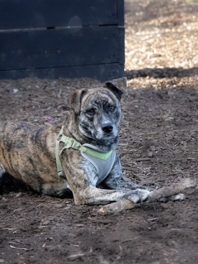 Kingston dog park - Kingston, PA