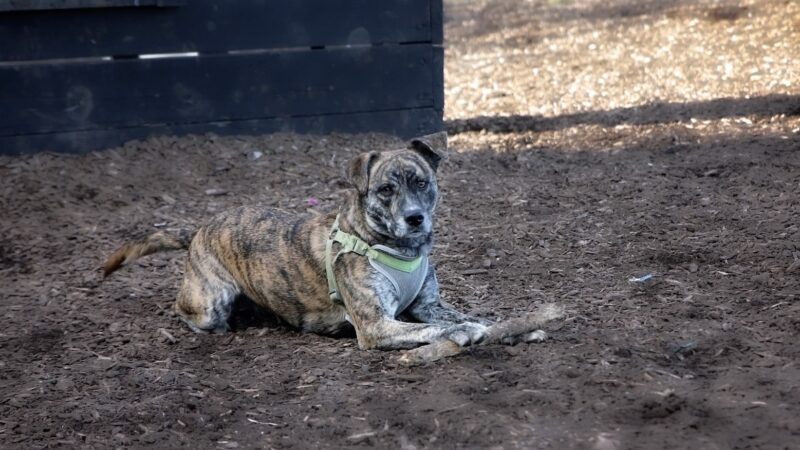 Kingston dog park - Kingston, PA
