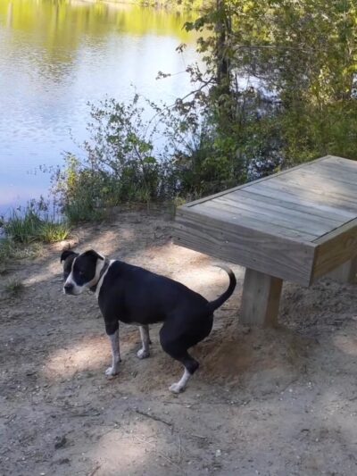 Kinston Rotary Dog Park - Kinston, NC