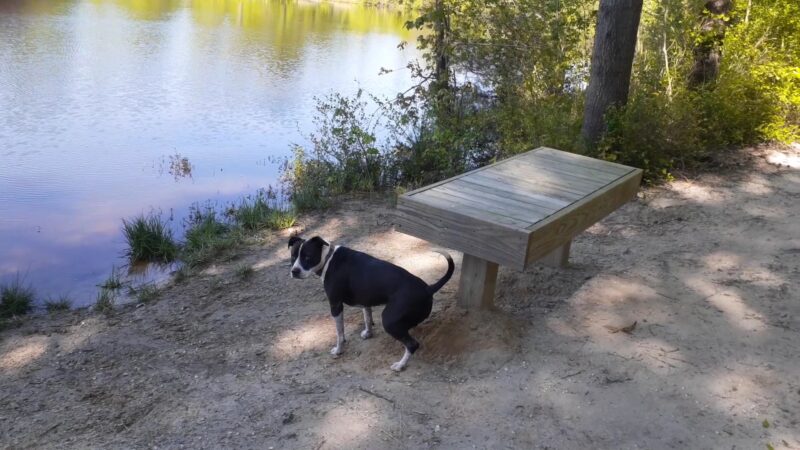 Kinston Rotary Dog Park - Kinston, NC