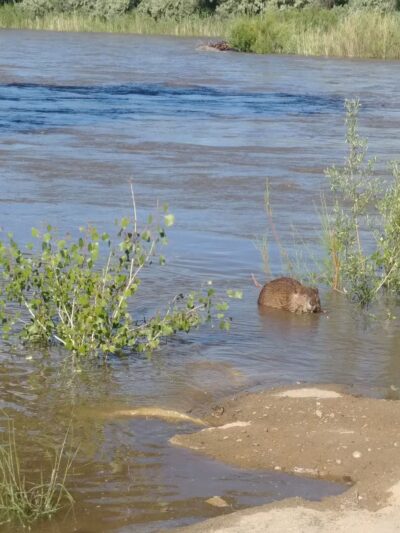 Lions Park - Kirtland, NM