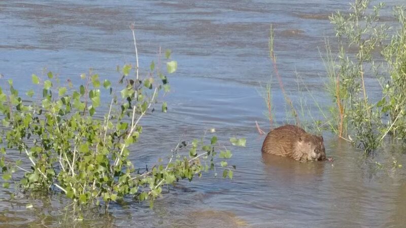 Lions Park - Kirtland, NM