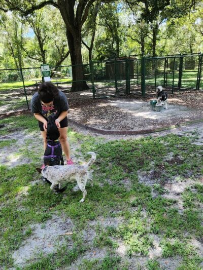 Kissimmee dog park - Kissimmee, FL