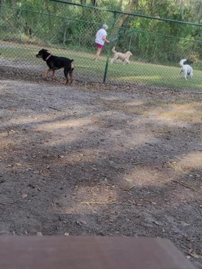 Kissimmee dog park - Kissimmee, FL