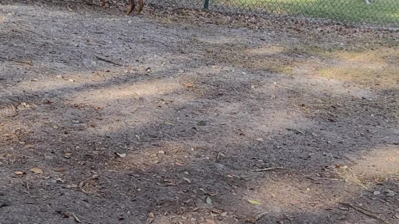 Kissimmee dog park - Kissimmee, FL