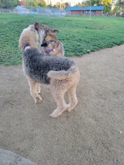 Eulalona Dog Park - Klamath Falls, OR