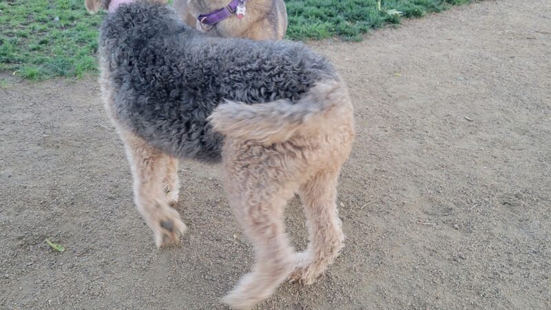 Eulalona Dog Park - Klamath Falls, OR
