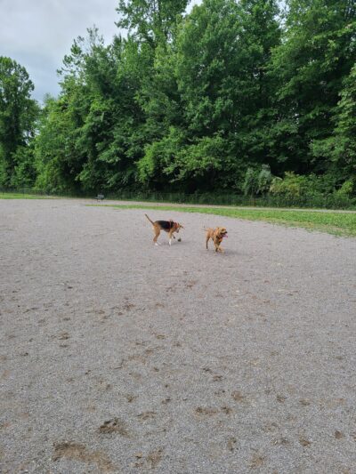 Tommy Schumpert Park Dog Park - Knoxville, TN