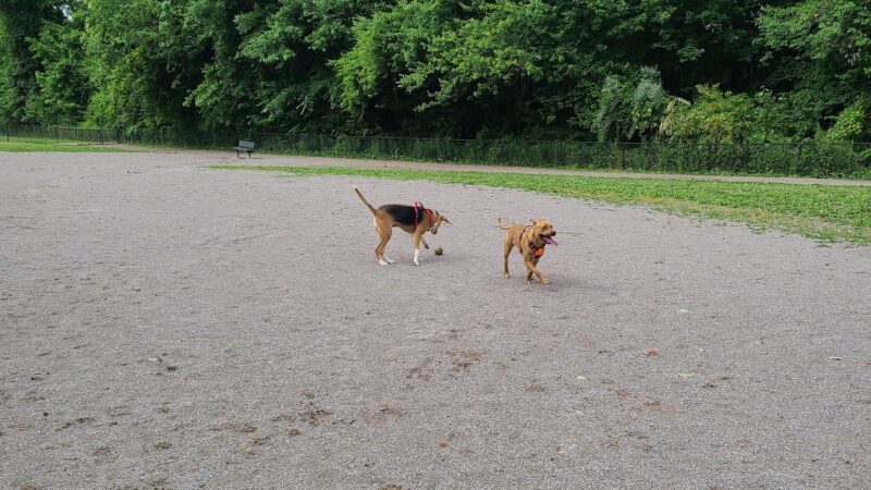 Tommy Schumpert Park Dog Park - Knoxville, TN