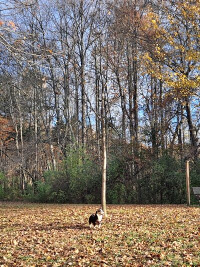 Tommy Schumpert Park Dog Park - Knoxville, TN