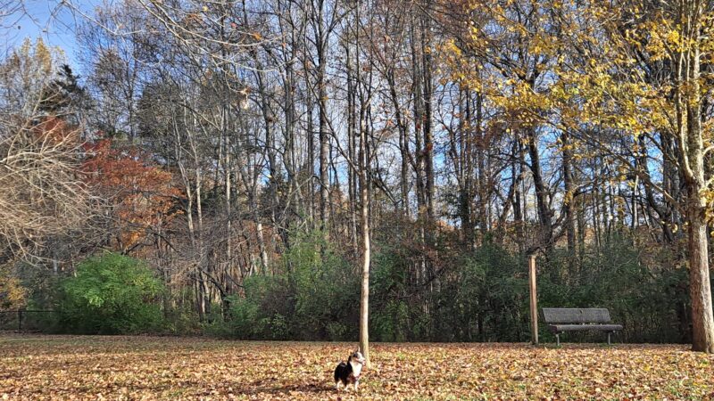 Tommy Schumpert Park Dog Park - Knoxville, TN
