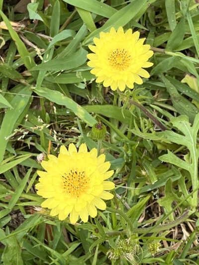 Kosse City Park - Kosse, TX