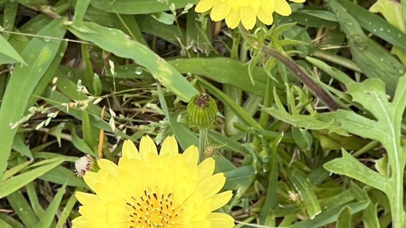 Kosse City Park - Kosse, TX