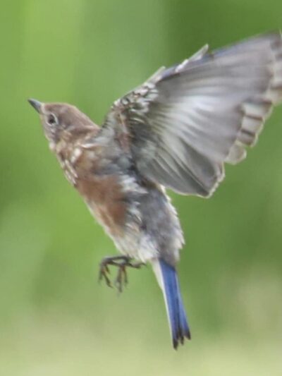 Kosse City Park - Kosse, TX