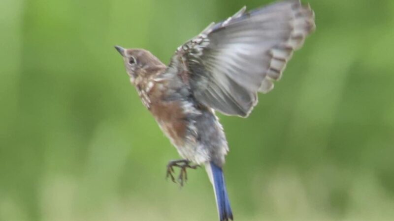 Kosse City Park - Kosse, TX