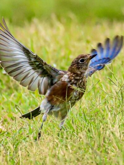 Kosse City Park - Kosse, TX