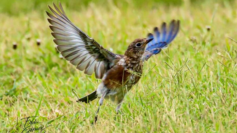 Kosse City Park - Kosse, TX