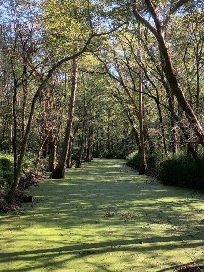 Indian Bayou Trail - Krotz Springs, LA
