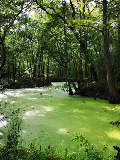 Indian Bayou Trail - Krotz Springs, LA