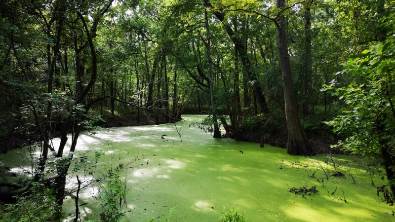 Indian Bayou Trail - Krotz Springs, LA
