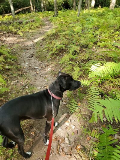 Cliff Woodring Trail - Kunkletown, PA