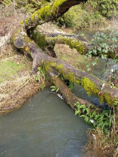 Sternwheeler Park - La Center, WA