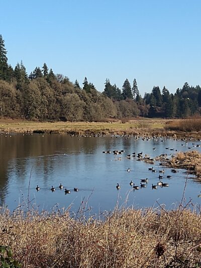 Sternwheeler Park - La Center, WA