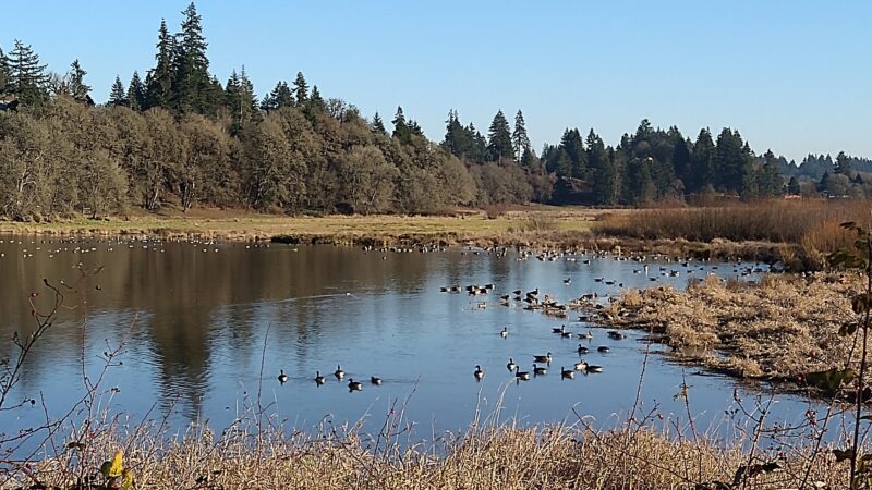 Sternwheeler Park - La Center, WA