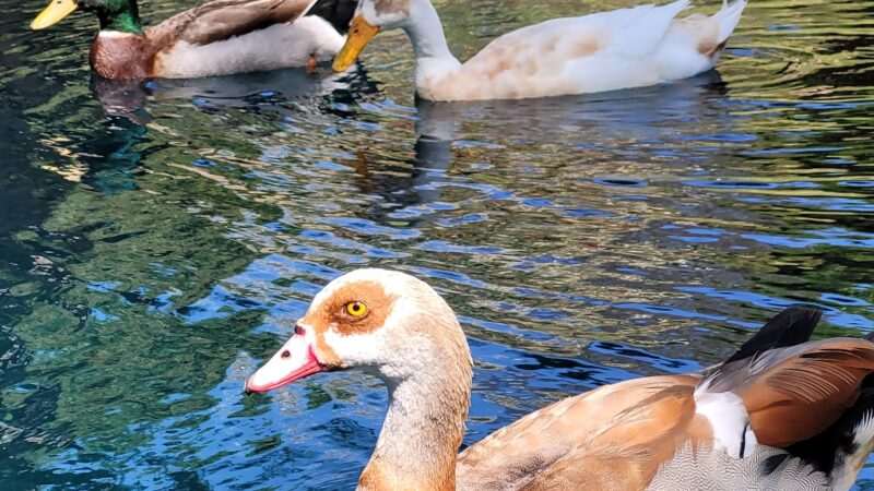 Las Lomas Park - La Habra, CA