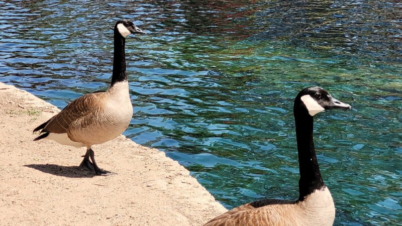 Las Lomas Park - La Habra, CA