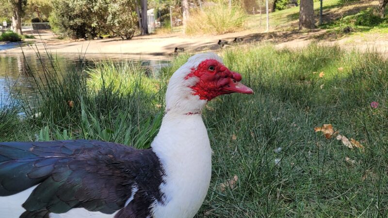 Las Lomas Park - La Habra, CA